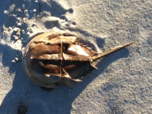 Horseshoe Crab