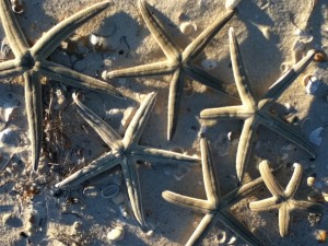 Starfish